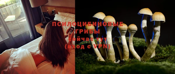 ГАЛЛЮЦИНОГЕННЫЕ ГРИБЫ Вяземский